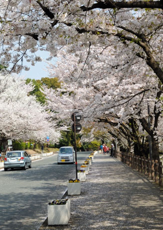 城内には約６００本の桜があり桜の名所