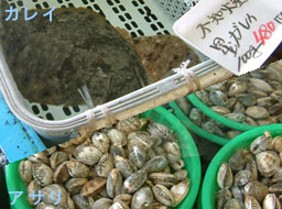 「道の駅不知火」にはホテタやシジミ、カレイなどの魚貝類もたくさん！