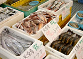 物産館では鮮魚もたくさん売られている