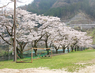 現在の五木中学校（人吉高分校）校庭の桜
