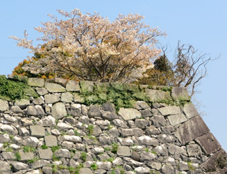 八代城の大天守跡の桜