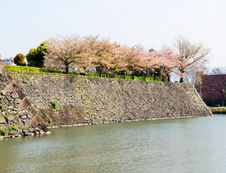 月見櫓跡石垣と桜