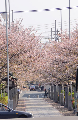 神橋に続く参道の桜、桜の名所で春はお花見客で賑わう