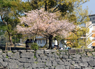 宝形櫓跡の桜の下で女学生が遊んでいた