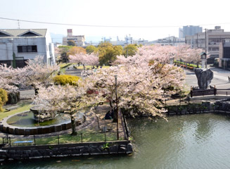 神橋そばの桜と噴水