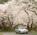 チェリーライン（湯ノ児海岸）の桜