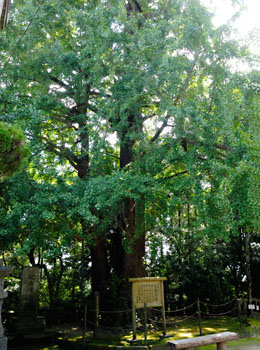 みやざきの巨樹百選に選ばれている大イチョウ。樹齢約３００年
