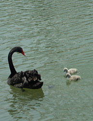 こどものくに（子供の国）の川で泳ぐかわいい黒鳥の子供