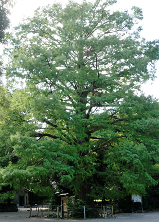 みやざきの巨樹百選の木 ラクウショウ　。樹齢は約１００年と新しい木