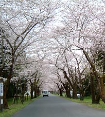 都城市の母智丘公園は桜の名所