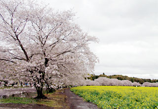 西都原は桜の名所でもある