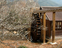 牧水公園の梅の花と水車小屋