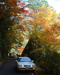 道路周辺の見立渓谷の紅葉