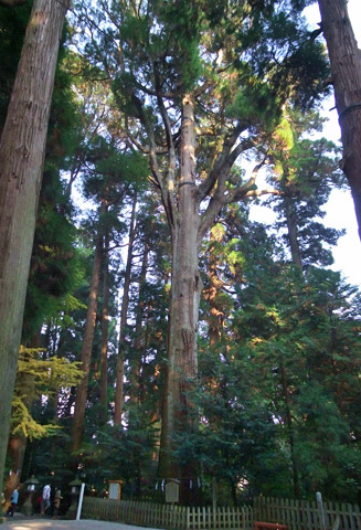 境内にある樹齢約８００年の「秩父杉」