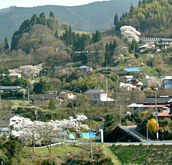 鵜の子の滝（うのこの滝）のある五ヶ瀬町は桜がおおい