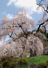 鵜の子の滝（うのこの滝）近くにある「浄専寺のしだれ桜」