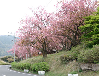 八重桜が２００本ある