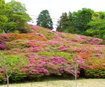 周辺は稲佐山自然公園となっており桜とツツジの名所でもあり、春にはおよそ8万株のツツジの花が山肌を覆う