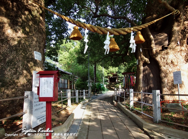 1969年（昭和44年）に「山王神社の大クス」として長崎市の天然記念物に指定された