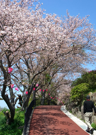 風頭公園は桜の名所でもある
