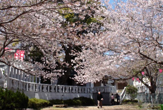 桜の季節には「風頭公園桜まつり」が開催される
