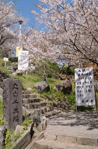 立山千本桜の碑と桜