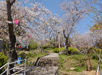 立山公園は長崎一番の花見の場所