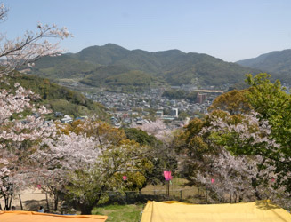 展望台から見る桜と長崎の街