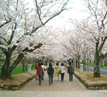 大村市の大村公園は桜の名所