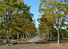 百花台公園の木々は秋には紅葉する
