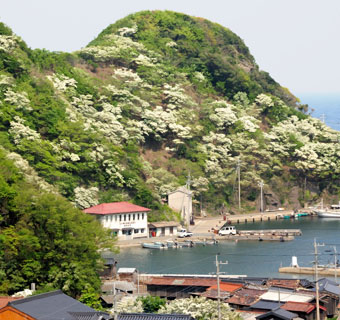 ヒトツバタゴの花は白い漁協の建物の裏山に多い