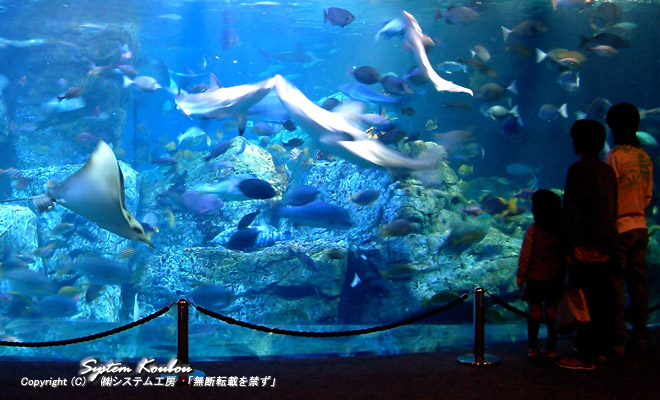 大型潮流式回遊水槽のある大分マリーンパレス水族館「うみたまご」