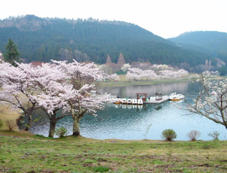 春には約1000本の桜が咲く
