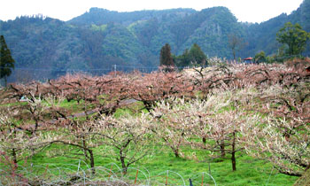 おおくぼ台梅園には梅の木が６０００本