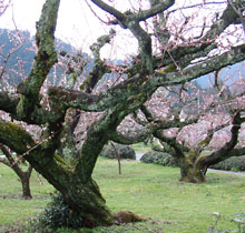 おおくぼ台梅園には梅の老木も多い