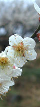 おおくぼ台梅園の梅の花
