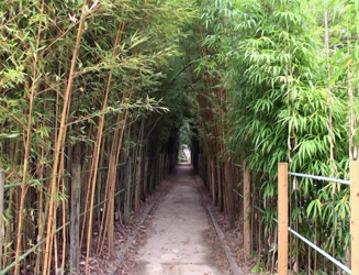 森林・竹林公園に続く竹の道