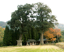 熊野神社にある２本のイチイガシの巨木