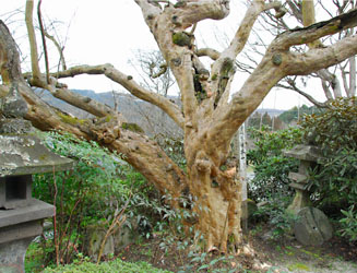 樹齢約600年で日本一のサルスベリ