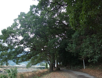 鷹栖（たかす）観音周辺の楠木の大木