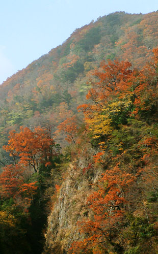 九酔渓は断崖絶壁が続き、岩壁と紅葉がうつくしい