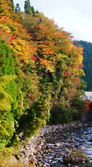 筌の口温泉を流れる鳴子川河畔の紅葉