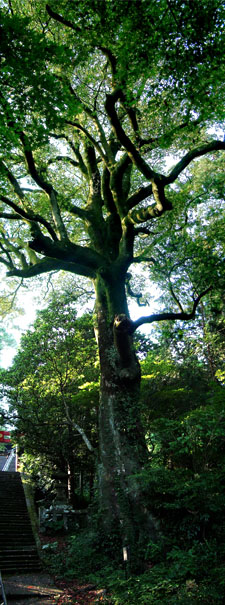 柞原八幡宮境内にある樹齢約４００年のホルトの木