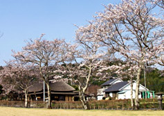 豊後大野市緒方町にある道の駅「原尻の滝」そばに桜