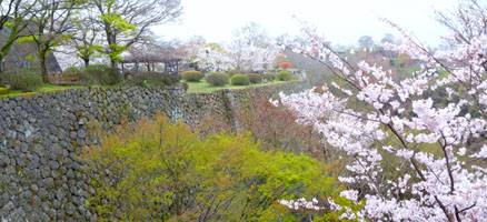 石垣と桜はよく似合う