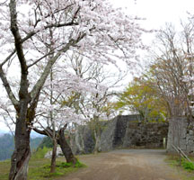 城内の桜