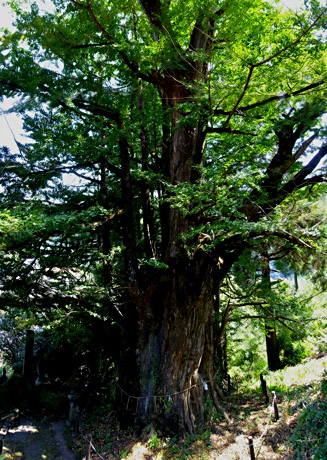 西椎屋神社にある樹齢1300年の西椎屋大銀杏
