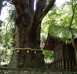 全国２位、樹齢千年以上の大杵社の大杉