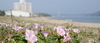 海岸にはハマヒルガオが咲く（東の浜、西の浜）