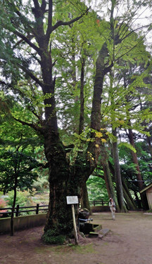 諏訪神社境内には大樹が多い